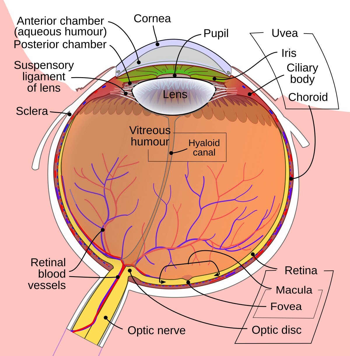 Cross-section diagram of the eye showing the lens, vitreous, retina, choroid and macula
